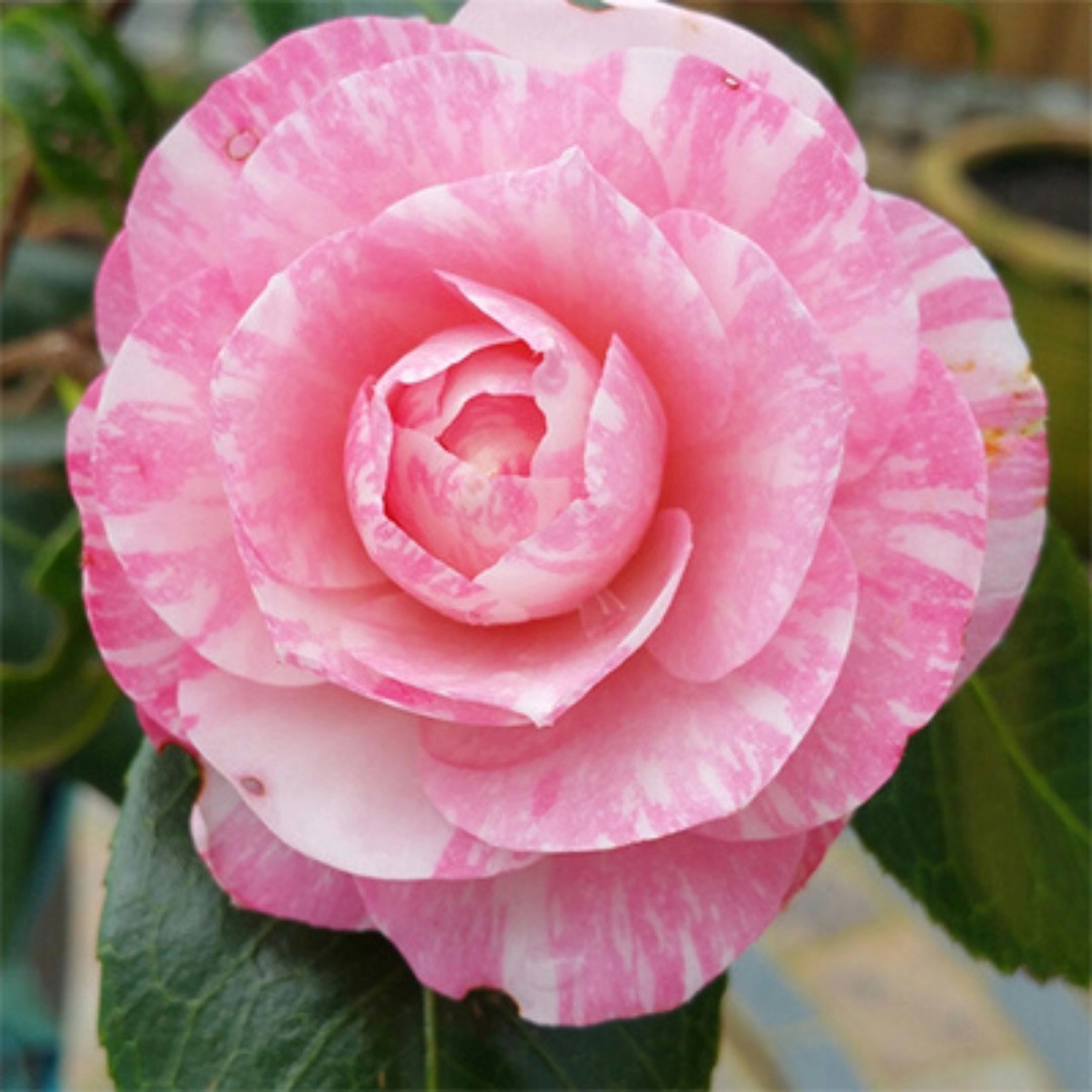 Превью изображения