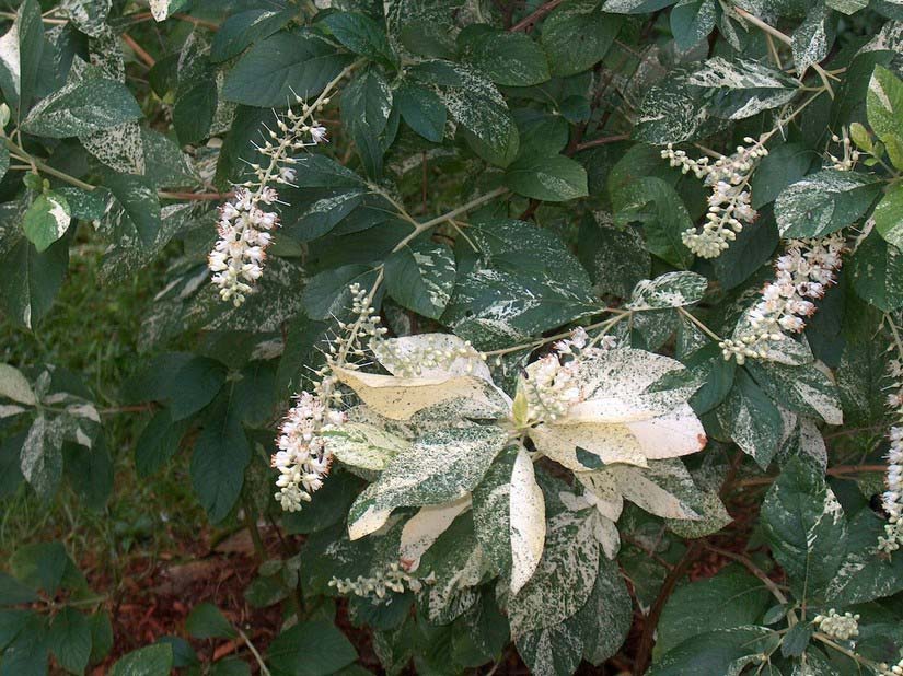 Превью изображения