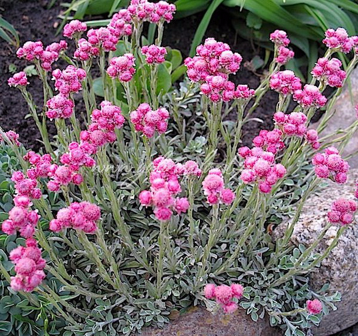 Превью изображения