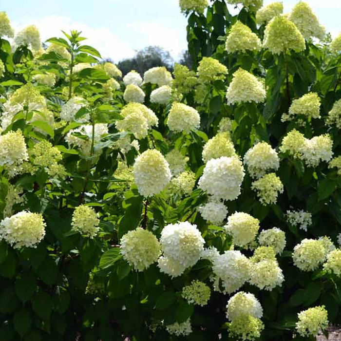 Превью изображения