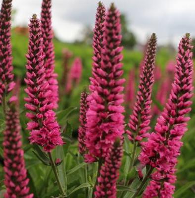 Превью изображения