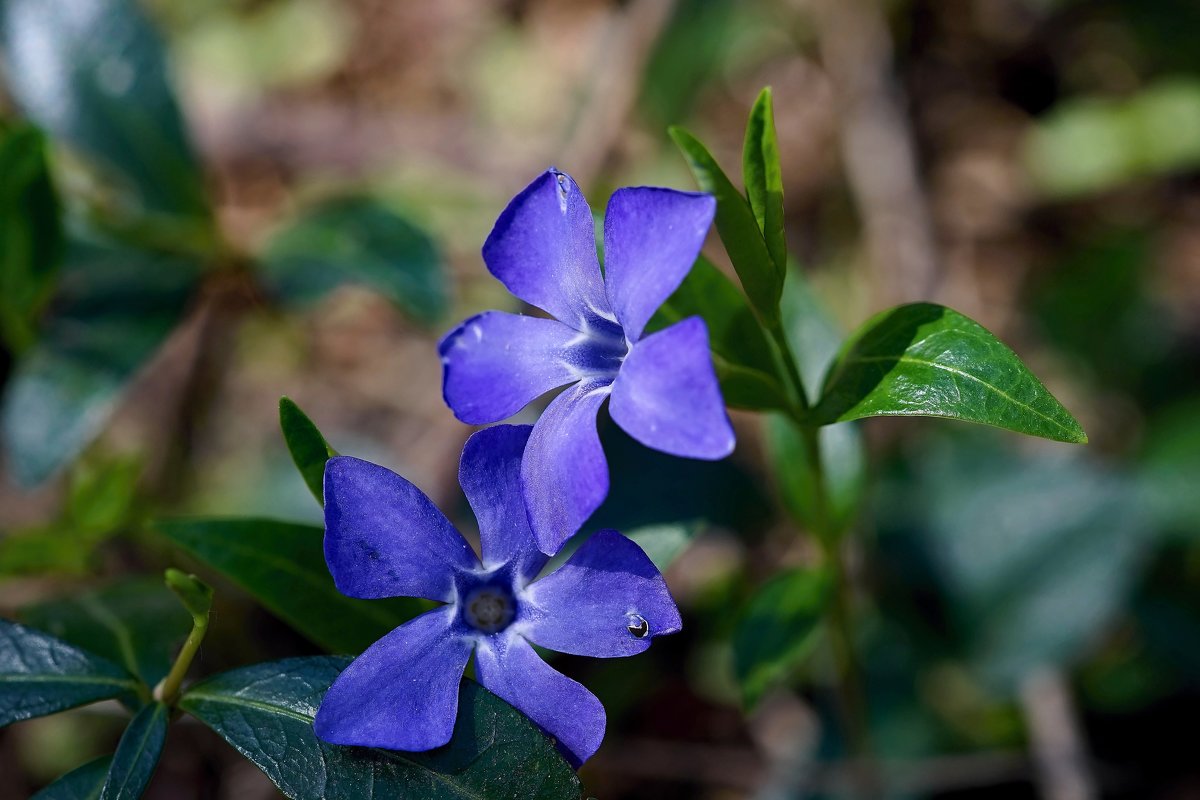 Превью изображения