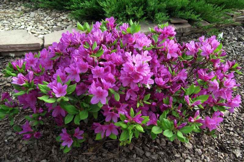 Превью изображения