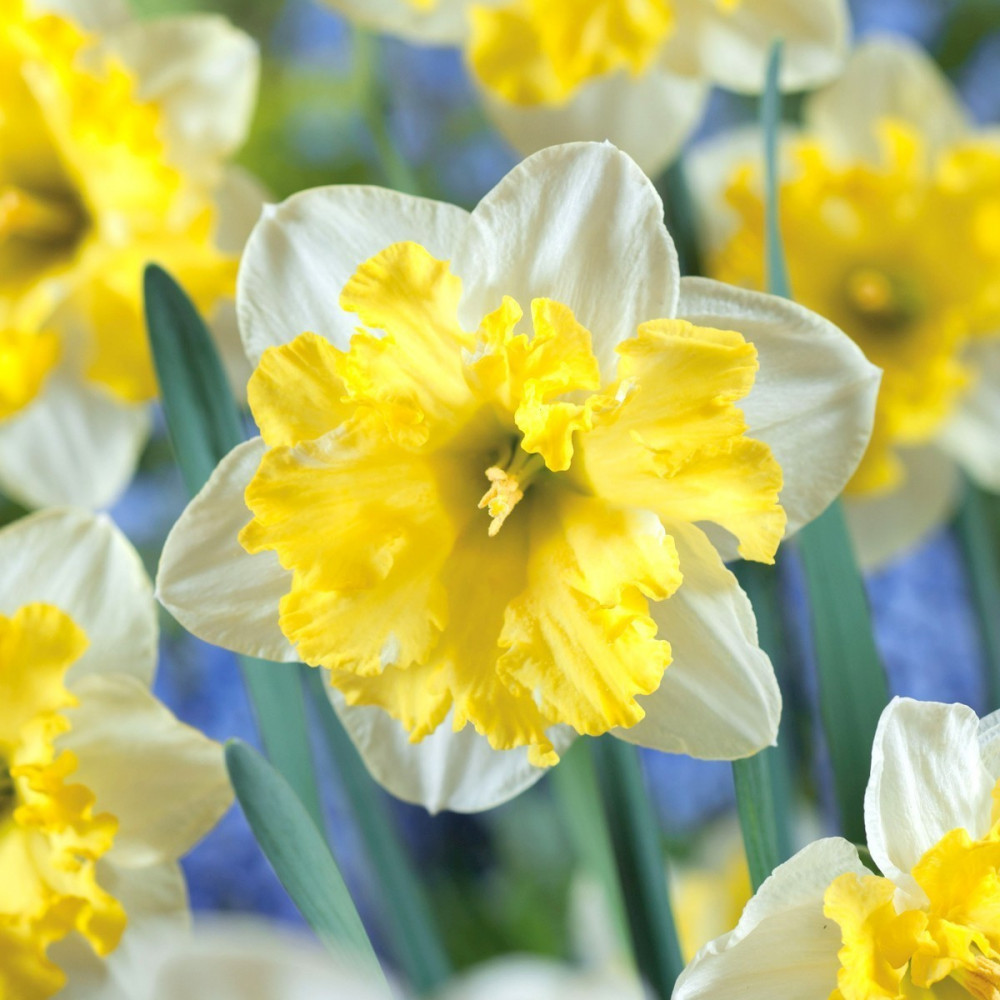 Превью изображения