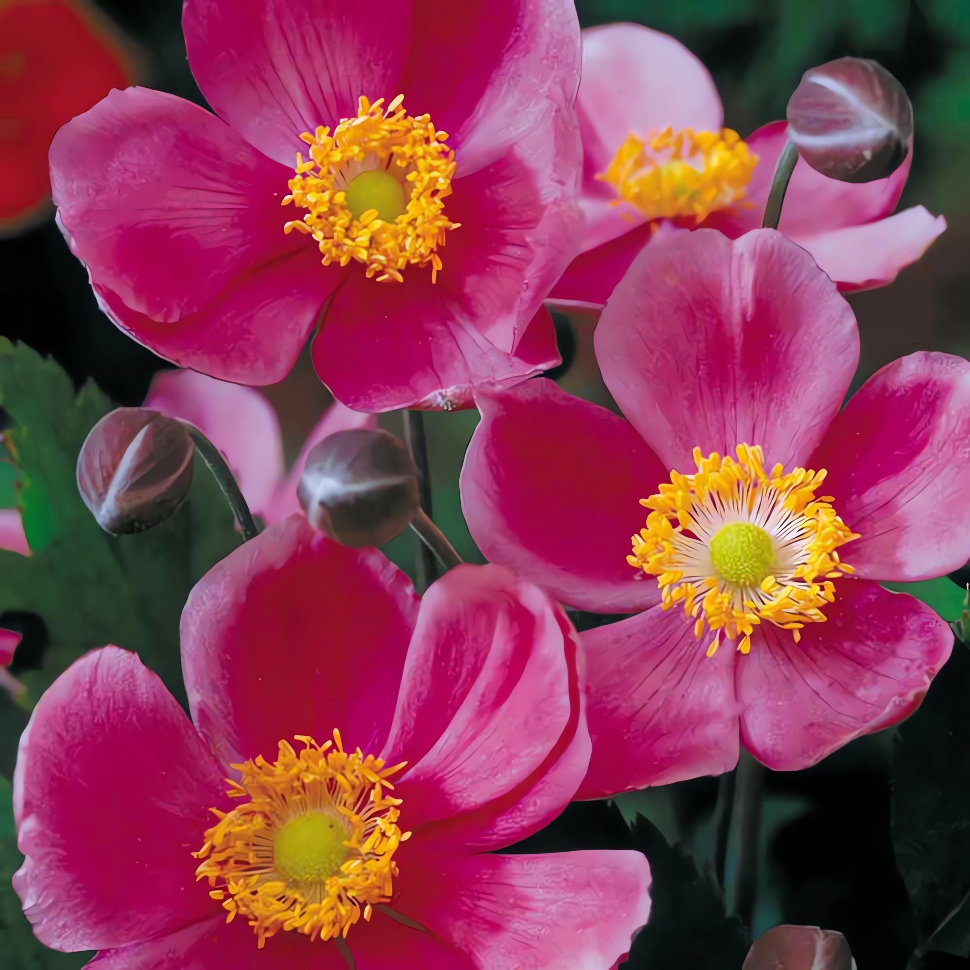 Превью изображения