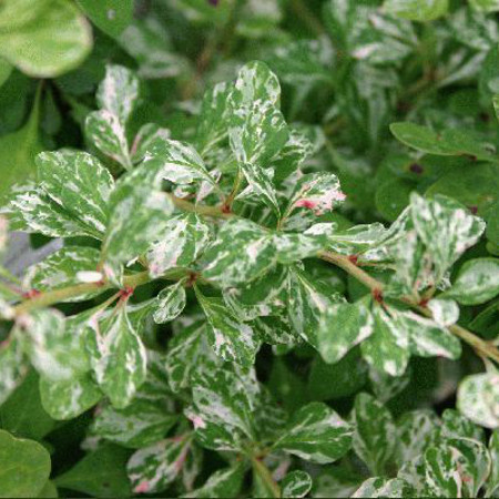 Превью изображения