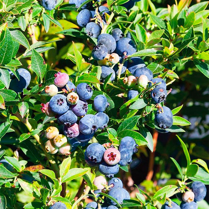 Превью изображения