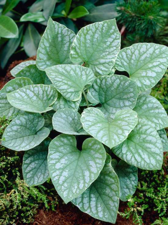 Превью изображения