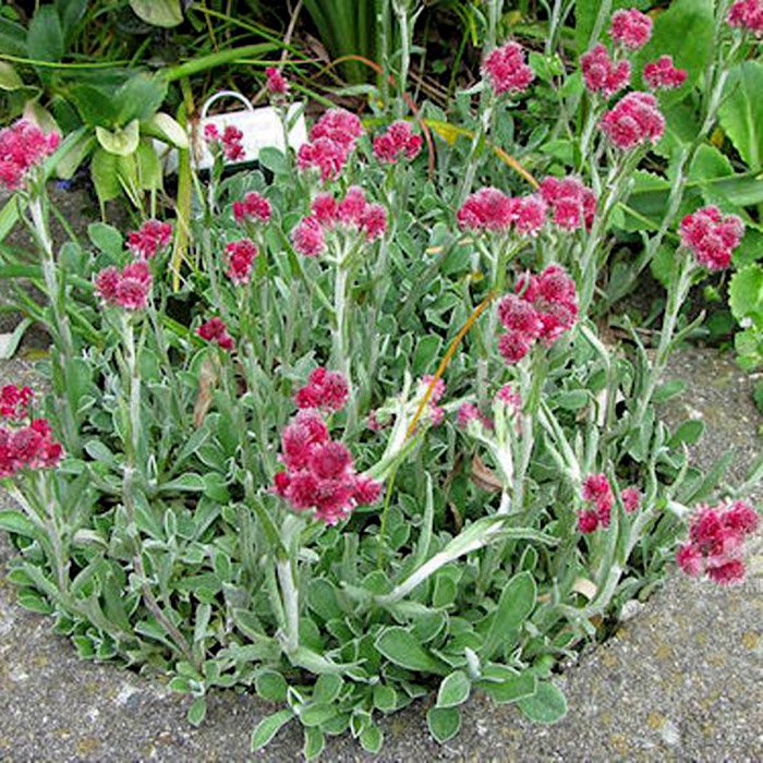 Превью изображения