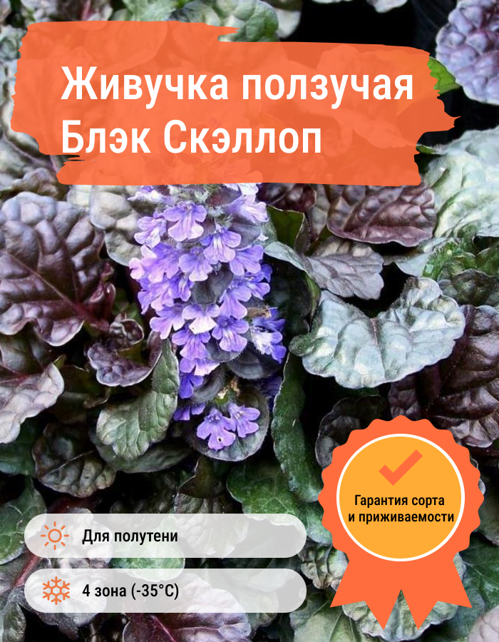 Превью изображения