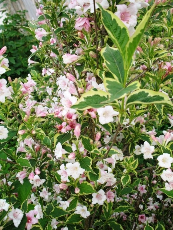 Превью изображения