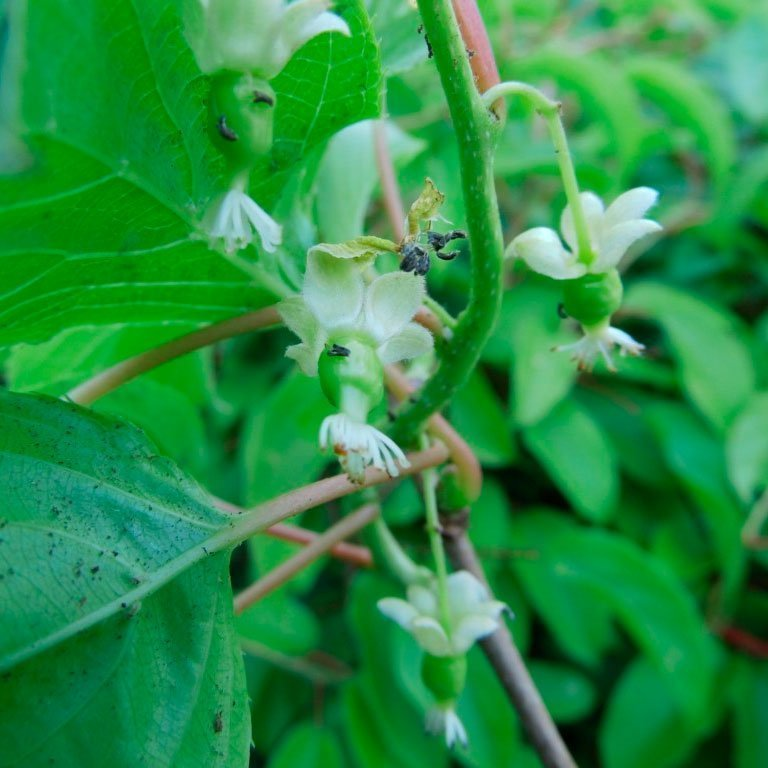 Превью изображения