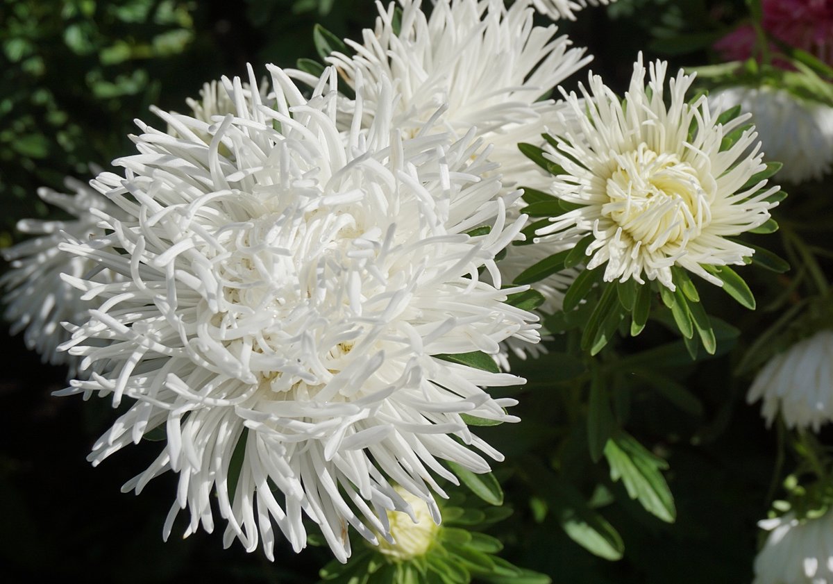 Превью изображения