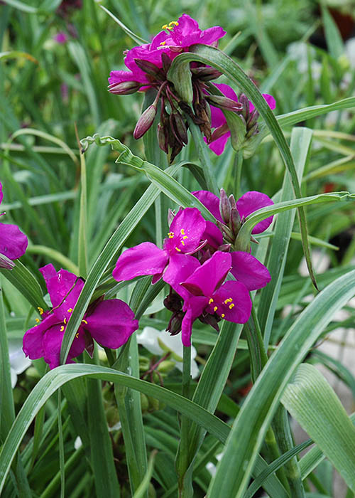 Превью изображения