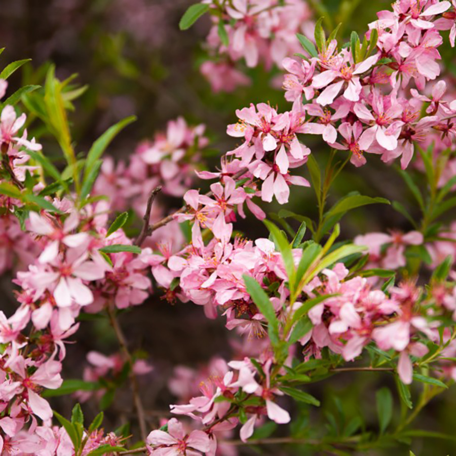 Превью изображения
