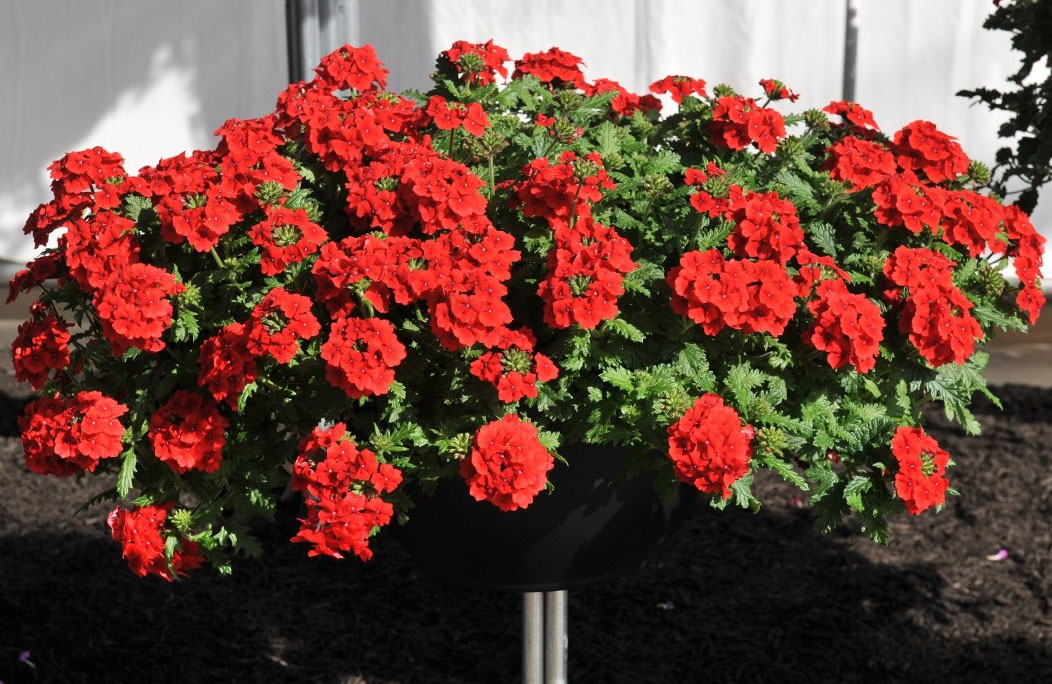 Превью изображения