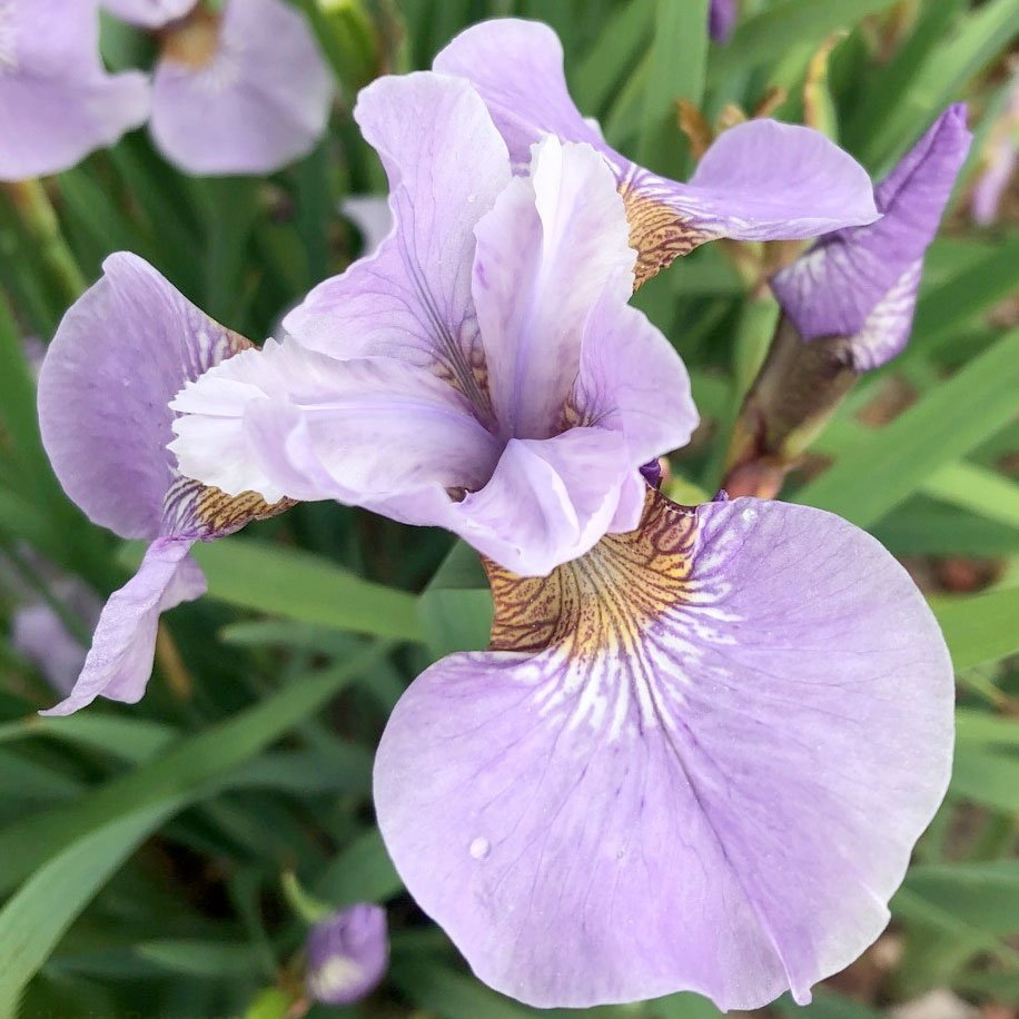 Превью изображения