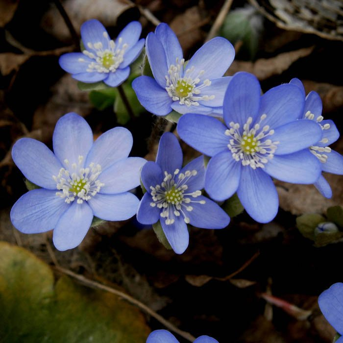 Превью изображения