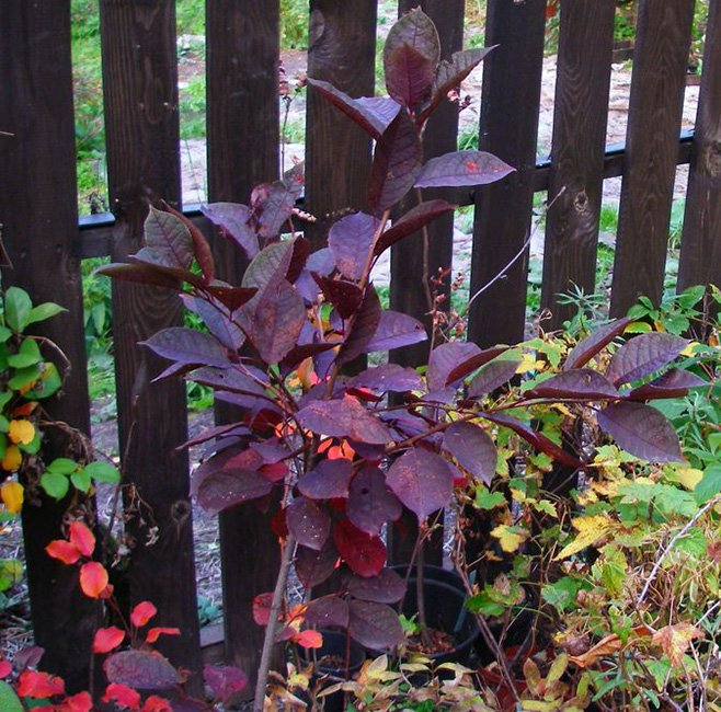 Превью изображения