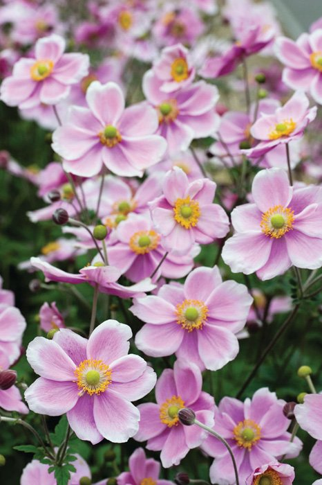 Превью изображения