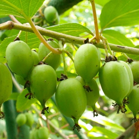 Превью изображения