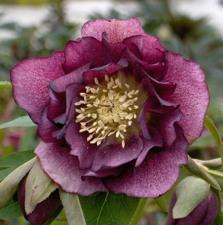 Превью изображения