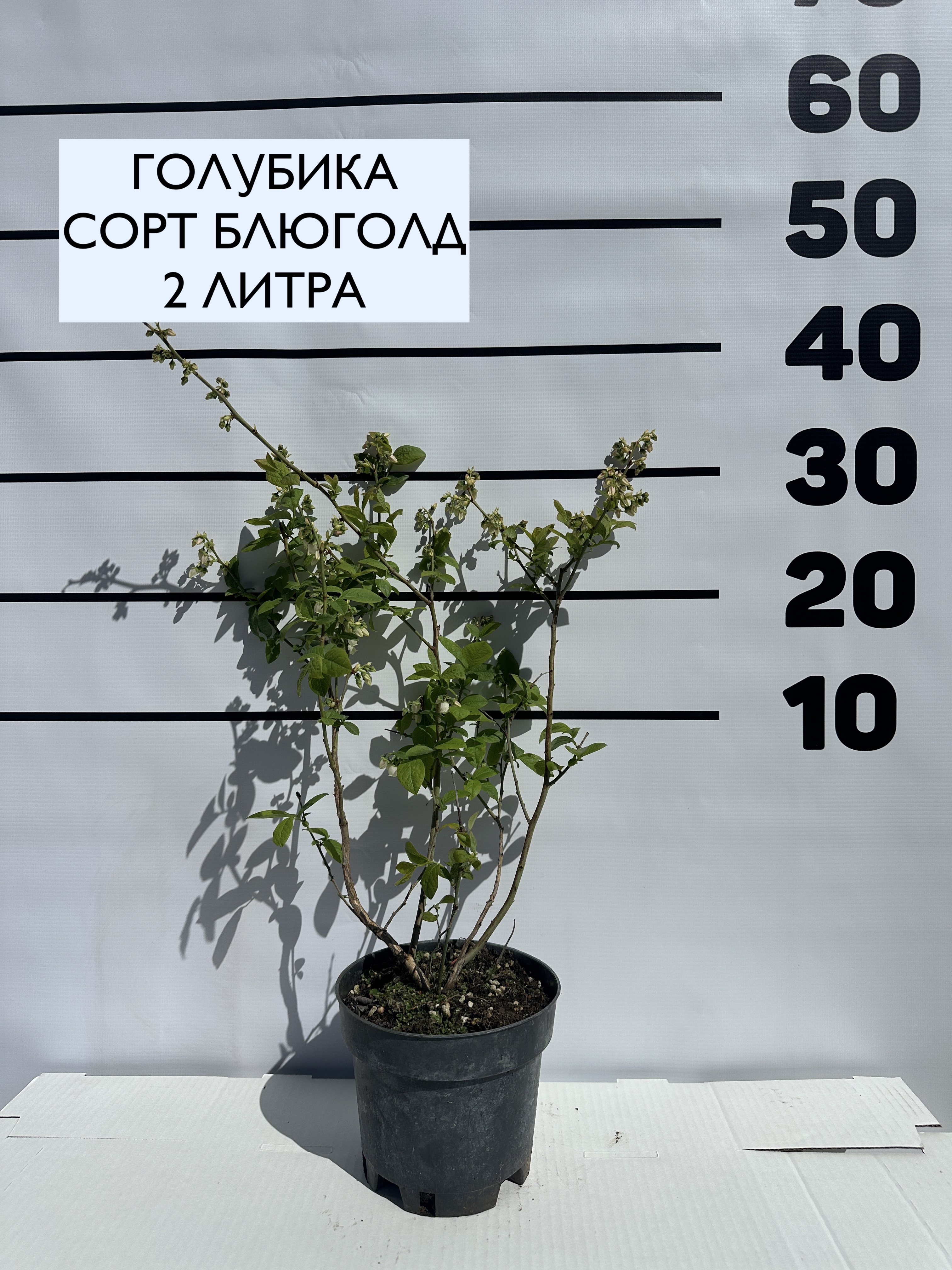 Превью изображения