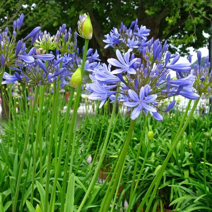 Превью изображения