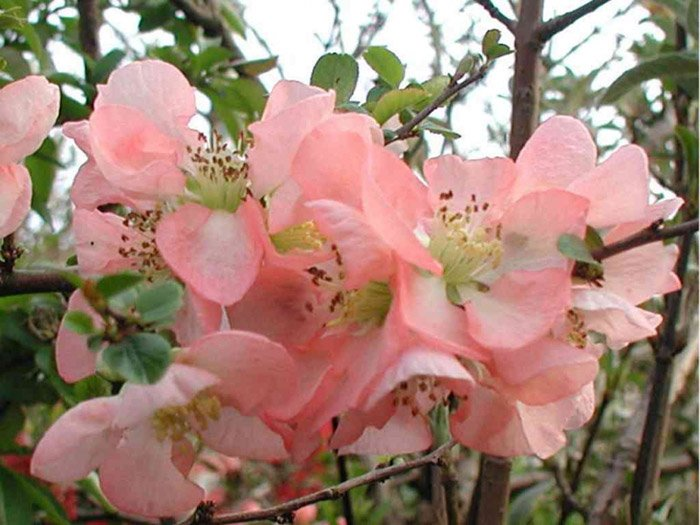 Превью изображения