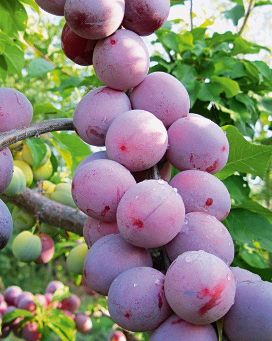 Превью изображения