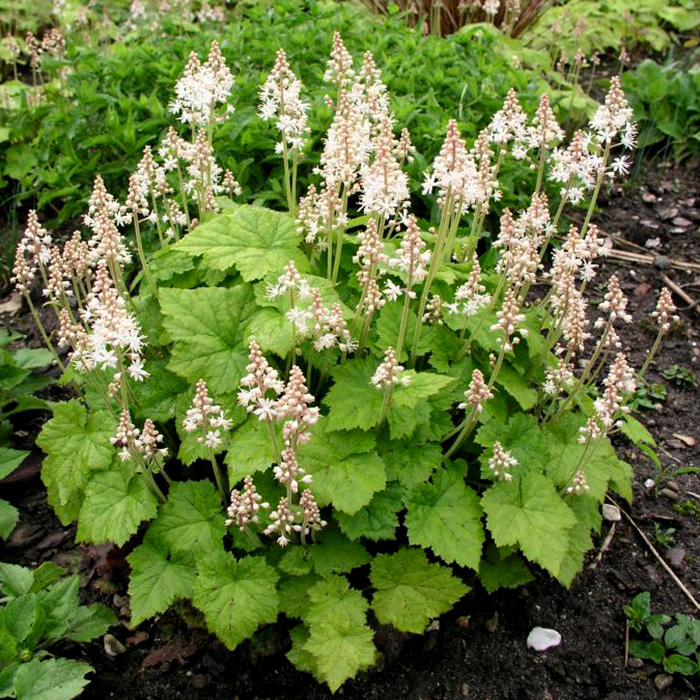 Превью изображения
