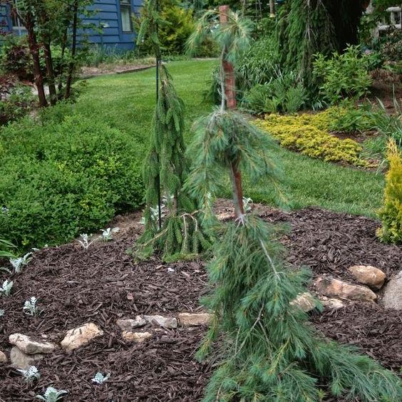 Превью изображения