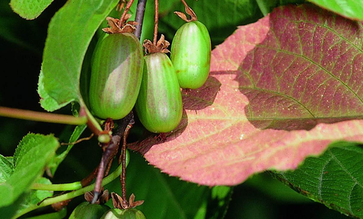 Превью изображения