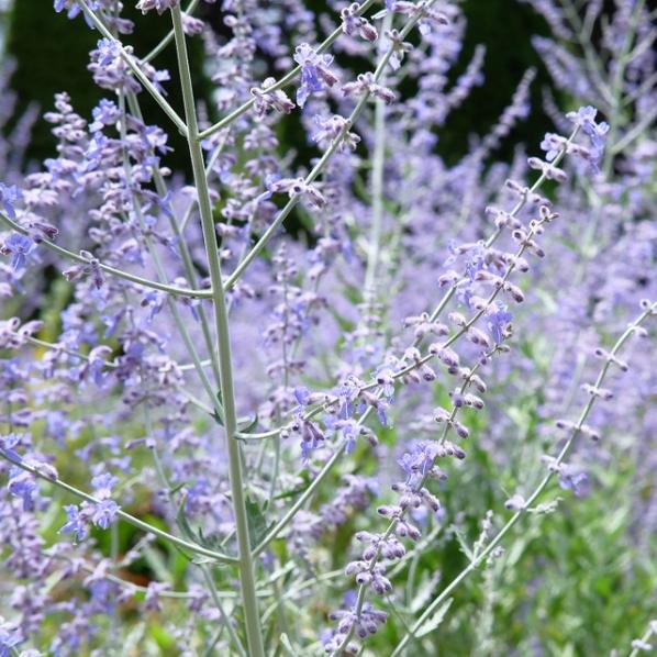 Превью изображения