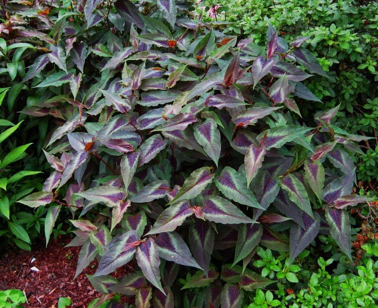 Превью изображения