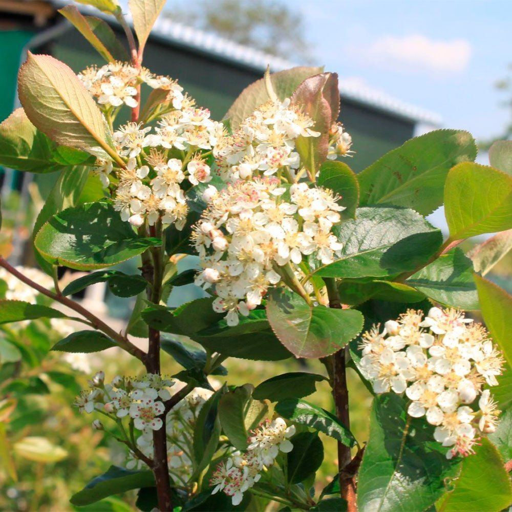 Превью изображения