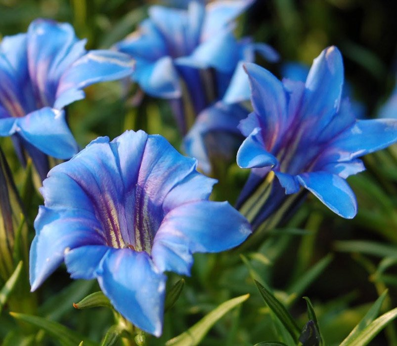 Превью изображения