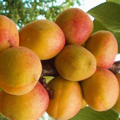 Превью изображения