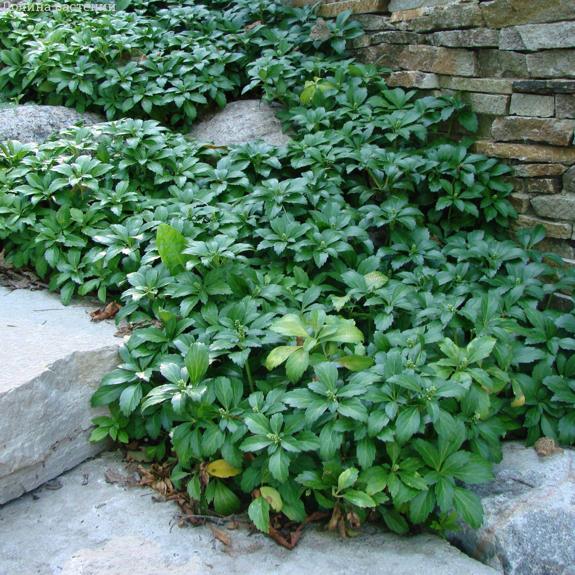 Превью изображения