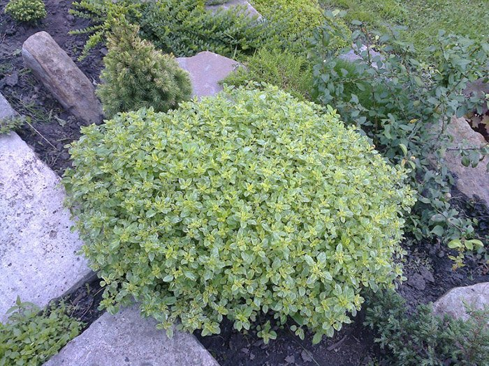 Превью изображения