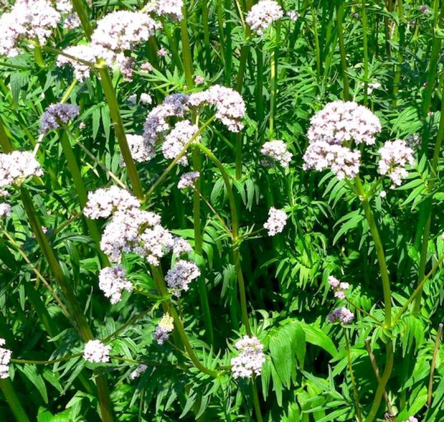 Превью изображения