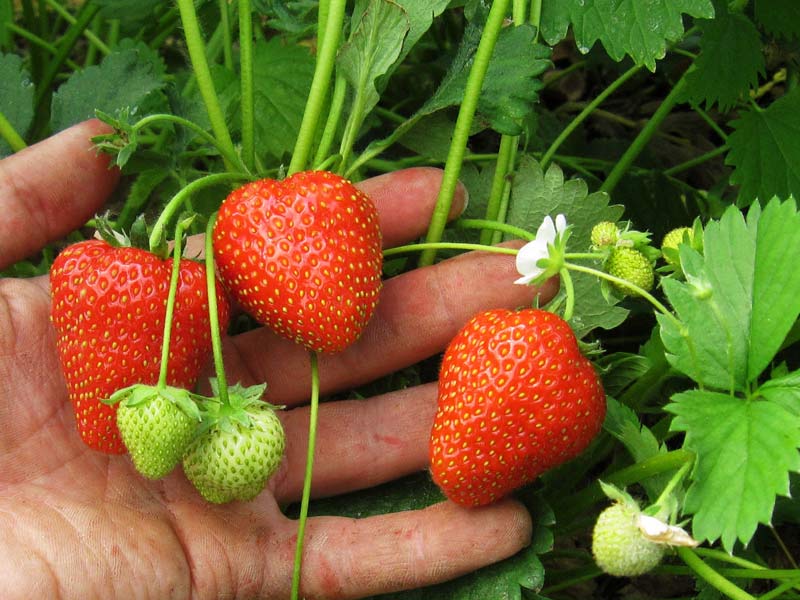 Превью изображения