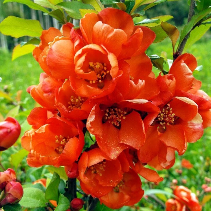 Превью изображения