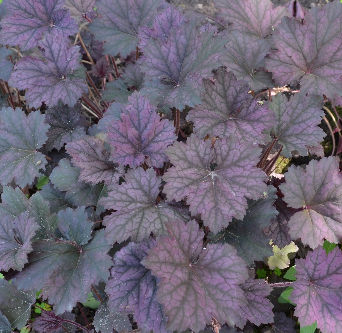 Превью изображения