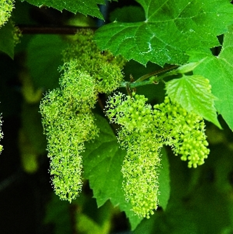 Превью изображения