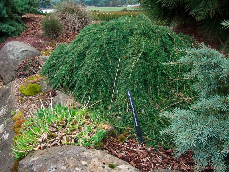 Превью изображения