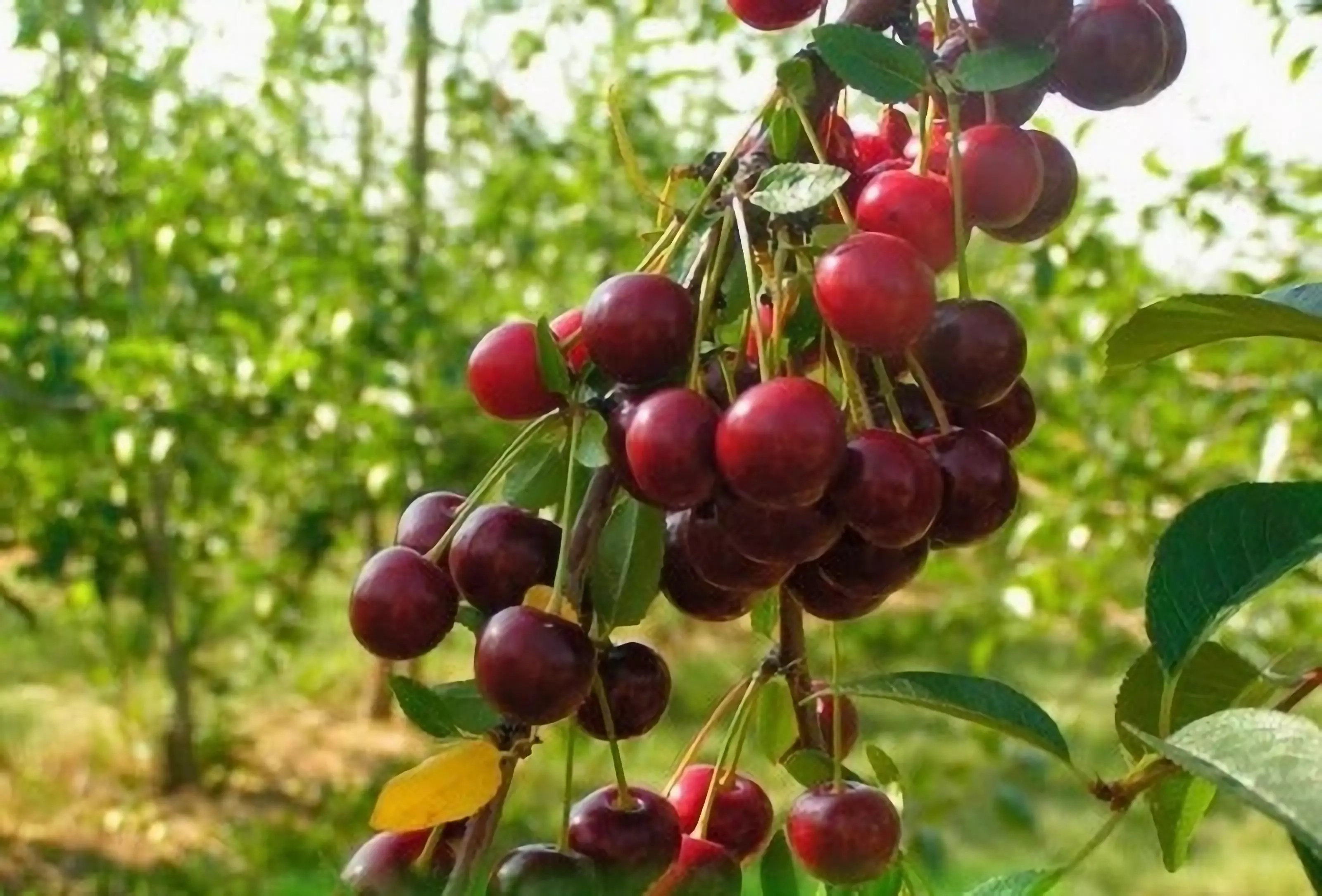 Превью изображения