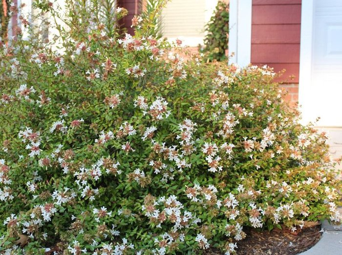 Превью изображения