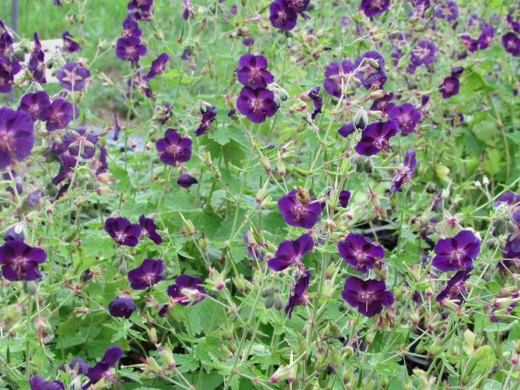 Превью изображения