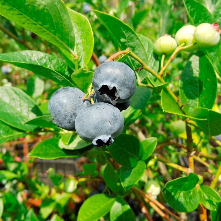 Превью изображения